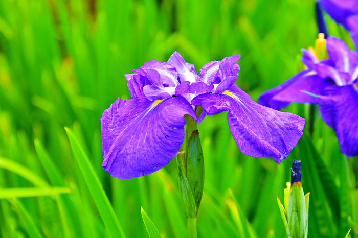 Okazaki East Park Iris Garden, beautiful iris garden, variety name: Mikawa no Hikari