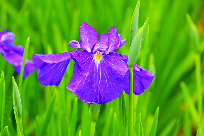 East Park Iris Garden Beautiful iris Iris, variety name: Mikawa Hanabi