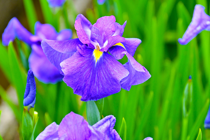 East Park Iris Garden Beautiful iris Iris variety name: Mikawa no Kaze