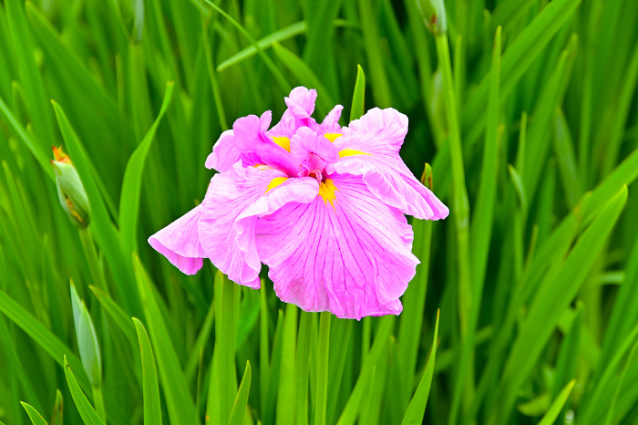 East Park Iris Garden Beautiful iris Iris Variety name: Ryujo no Sakura