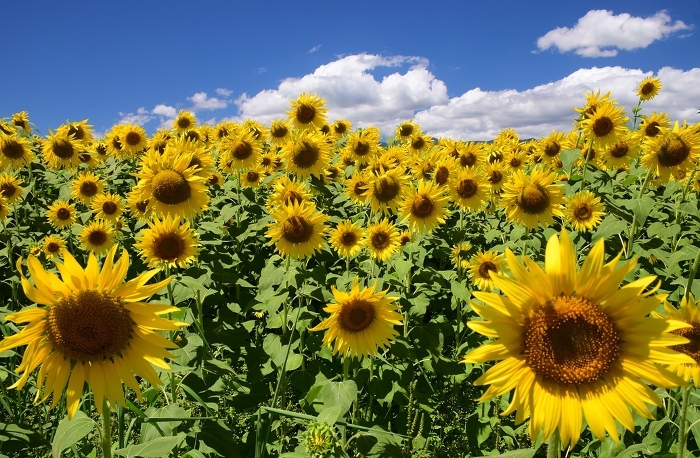 Sunflower field against the blue sky