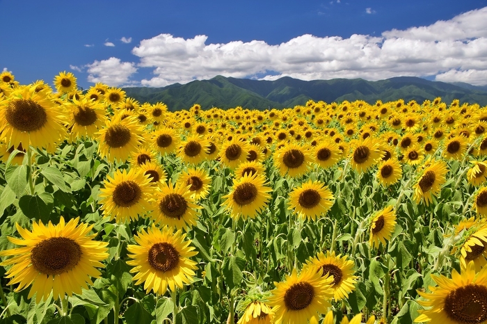 Sunflower field against the blue sky