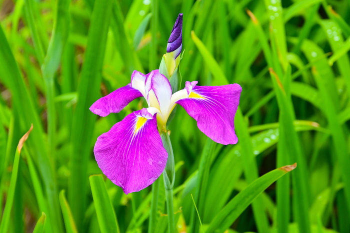 Okazaki Higashi Park Iris Garden Beautiful iris Iris variety name: Dewa Musume