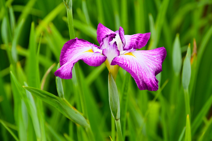 Okazaki Higashi Park Iris Garden Beautiful iris, variety Kosakurahime