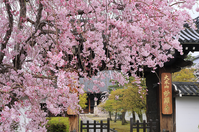 Red weeping cherry blossoms on the approach to Myokenji Temple and the temple gate Kyoto Pref.
