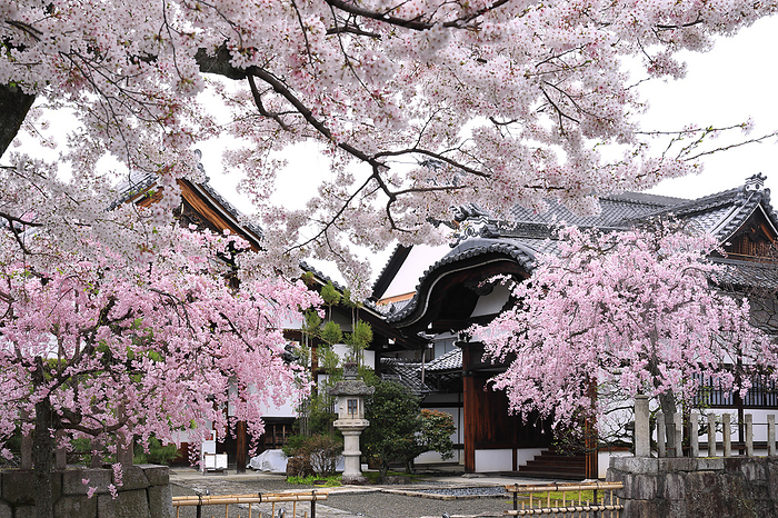 Myokenji Temple Cherry blossoms on the approach to the temple, Hojo and Grand Entrance Kyoto Pref.