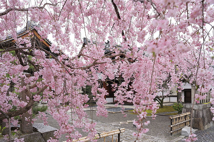 Red weeping cherry blossoms on the approach to Myokenji Temple, Hojo and Grand Entrance, Kyoto Pref.