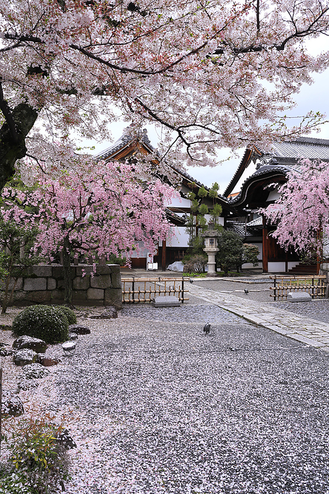 Myokenji Temple Cherry blossoms scattered along the approach, Hojo and Grand Entrance Kyoto Pref.