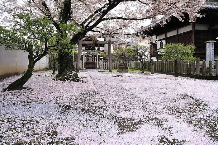 Myokenji Temple Cherry blossoms scattered along the approach to the temple and Keichu Inari Daibosatsu (Great Bodhisattva) Kyoto Pref.