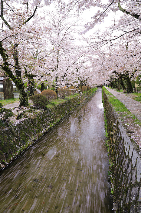 Philosopher s Path: Waterway with Flower Rafts and Row of Cherry Trees Kyoto Pref. 100 best roads in Japan