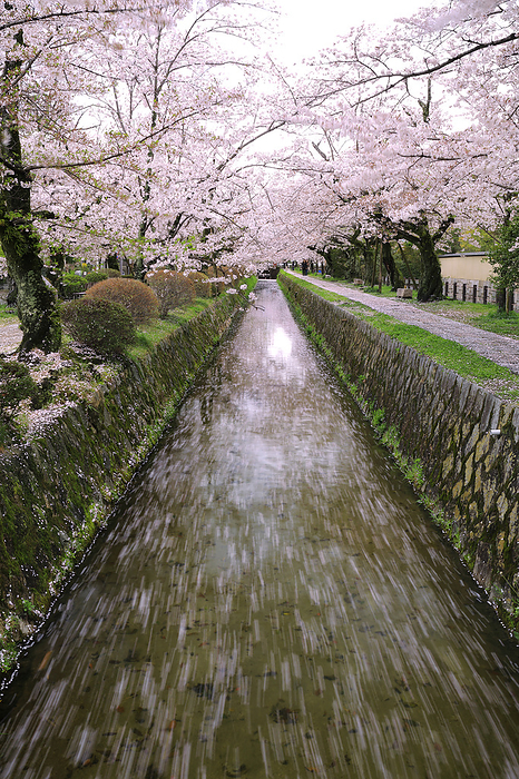Philosopher s Path: Waterway with Flower Rafts and Row of Cherry Trees Kyoto Pref. 100 best roads in Japan