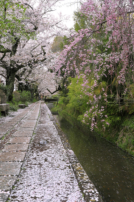 Cherry blossom petals falling on the Philosopher s Path, Kyoto Prefecture 100 best roads in Japan
