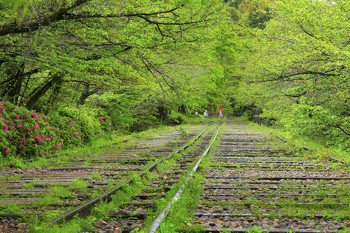 Fresh green Keage Incline, Kyoto Pref. Designated as a national historic site in 1996