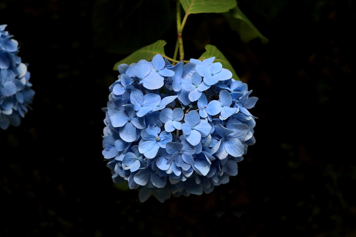 Blue round hydrangea