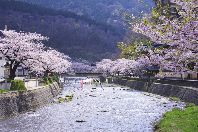 Yamagata Prefecture Cherry blossoms at Atsumi Onsen Onsen Onumi River
