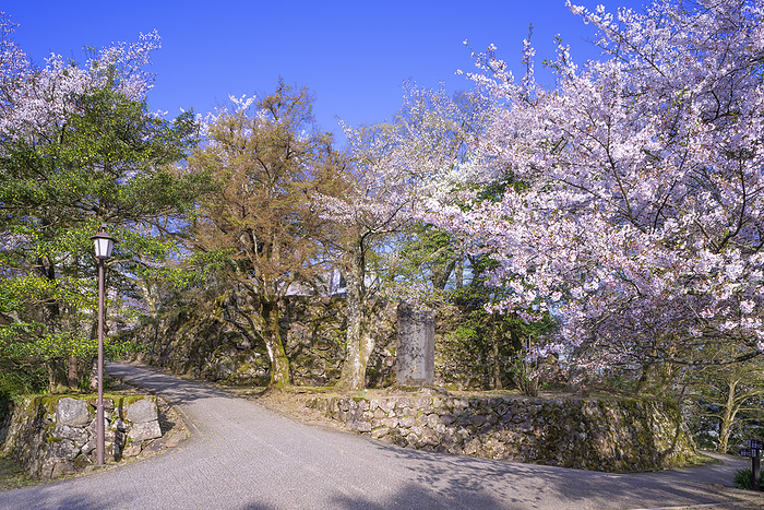 Cherry blossoms at Echizen Ono Castle, Ono City, Fukui Prefecture The 100 Greatest Castles of Japan No.138 