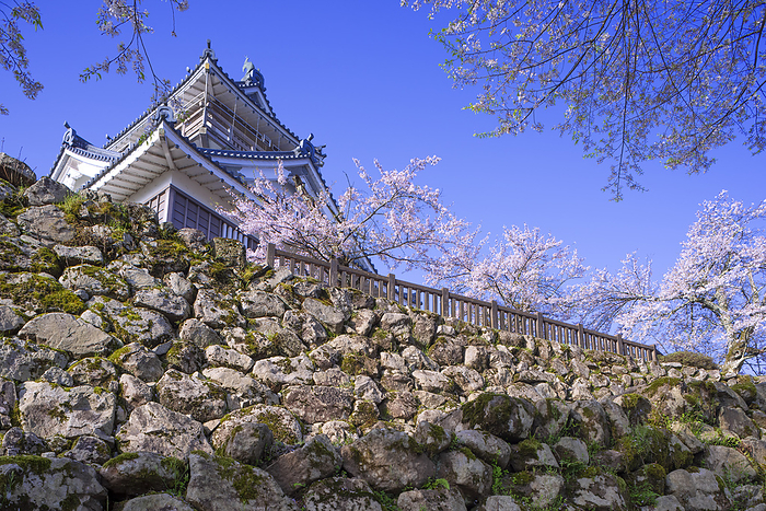 Cherry blossoms at Echizen Ono Castle, Ono City, Fukui Prefecture The 100 Greatest Castles of Japan No.138 