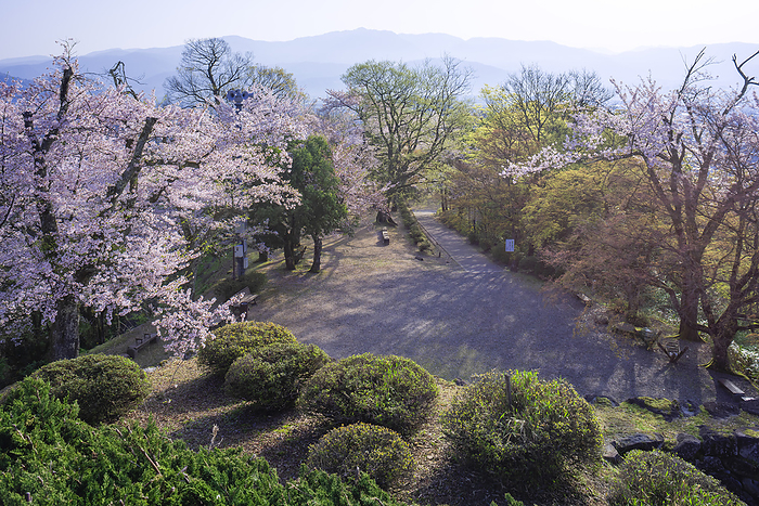 Cherry blossoms at Echizen Ono Castle, Ono City, Fukui Prefecture The 100 Greatest Castles of Japan No.138 Cherry blossoms in the castle from the castle tower 