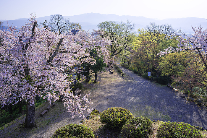 Cherry blossoms at Echizen Ono Castle, Ono City, Fukui Prefecture The 100 Greatest Castles of Japan No.138 Cherry blossoms in the castle from the castle tower 