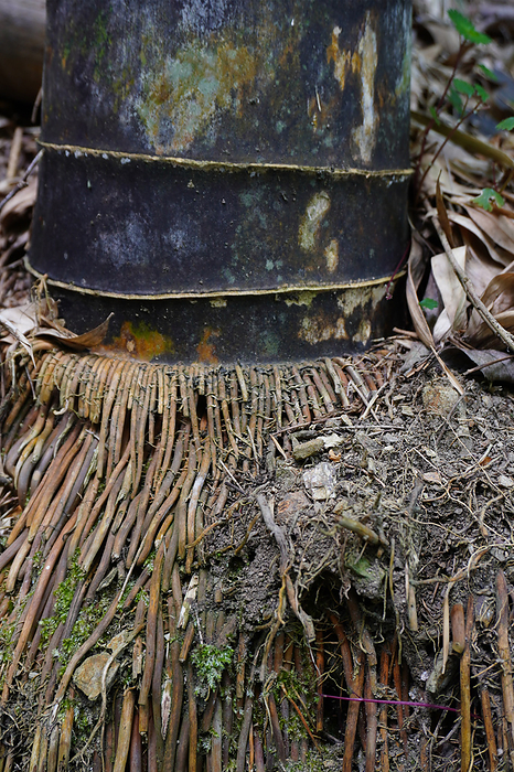 bamboo root