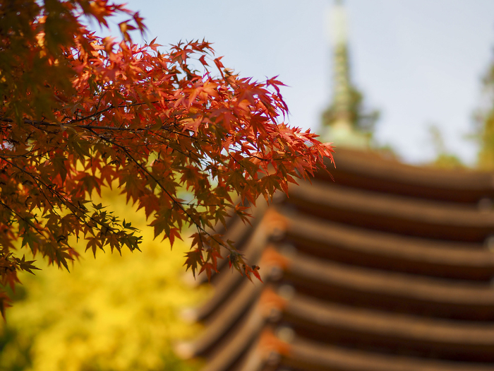 Colorful autumn leaves at Danzan Shrine