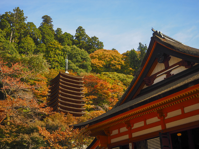 Scenery of Danzan Shrine with beautiful autumn leaves