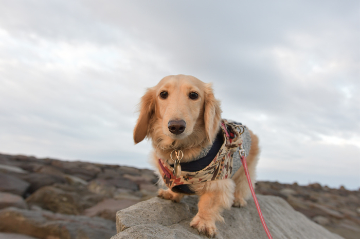 Dog walking on a rock with a serious face