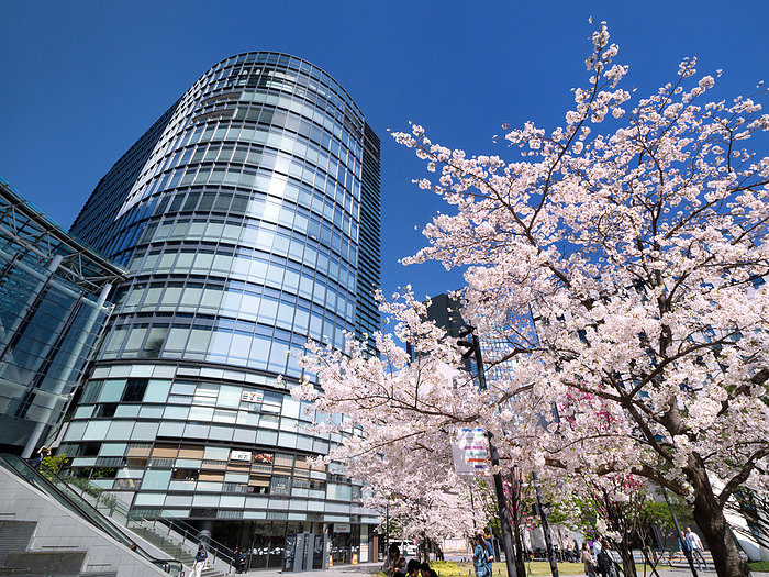 Watellas with cherry blossoms in full bloom Tokyo