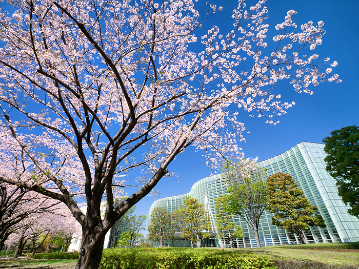 Cherry Trees and the National Art Center, Tokyo Taken from a public road