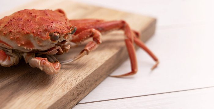 Crab on the cutting board. Kabako crab (female snow crab)
