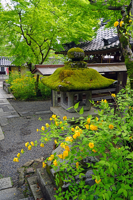 Yamabuki in bloom at Matsuo taisha Shrine, Kyoto                                