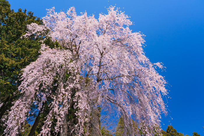 Sendai Toshogu Shrine, Sendai City, Miyagi Prefecture, cherry blossoms in full bloom