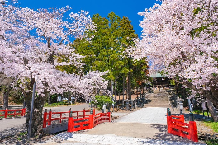Sendai Toshogu Shrine approach in spring, Sendai City, Miyagi Prefecture
