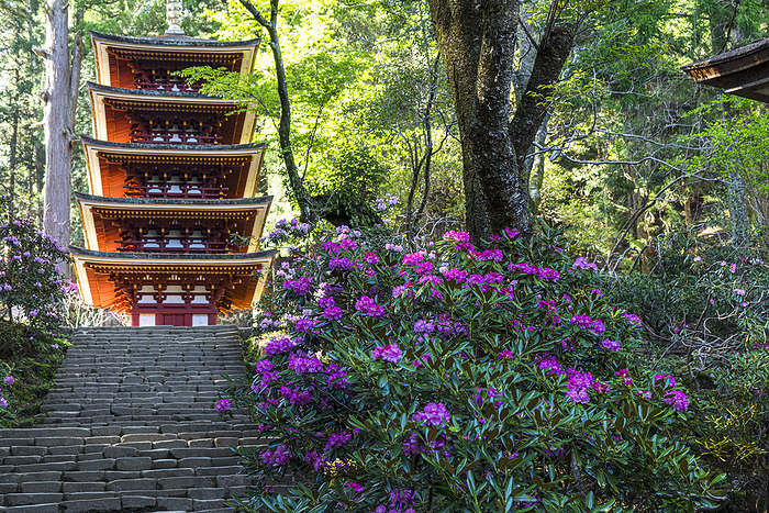 Five-storied pagoda of Muroji Temple with blooming rhododendrons