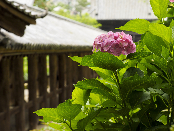 Hydrangea and climbing corridor at Hase-ji Temple, the head temple of the Buddhist sect