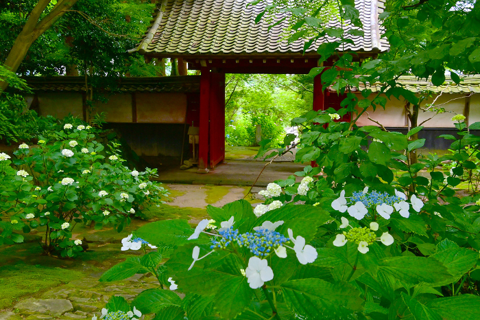 The gate and hydrangeas at the tranquil Mikawa Hydrangea Temple