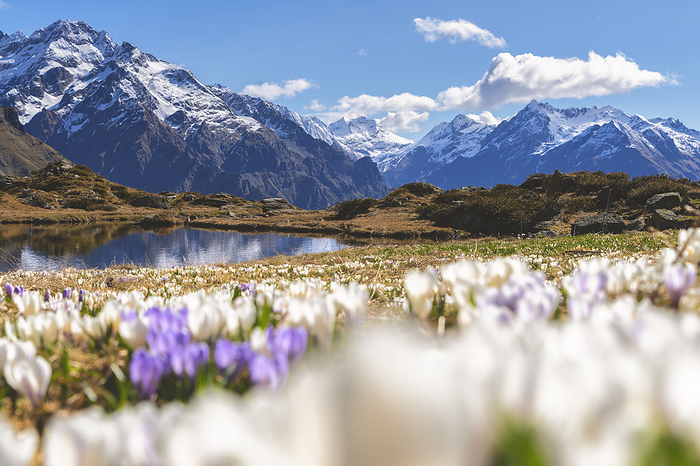 Italy Bloomings of crocus in Orobie alps, Cardeto lake in Seriana valley, Bergamo province in Lombardy district, Italy.