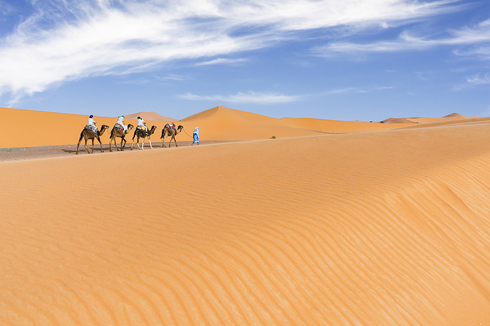Morocco Tourist camel caravan going through Sahara Desert, Erg Chebbi, Merzouga, Morocco