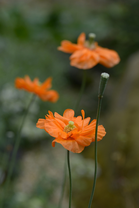 Orange poppy flower