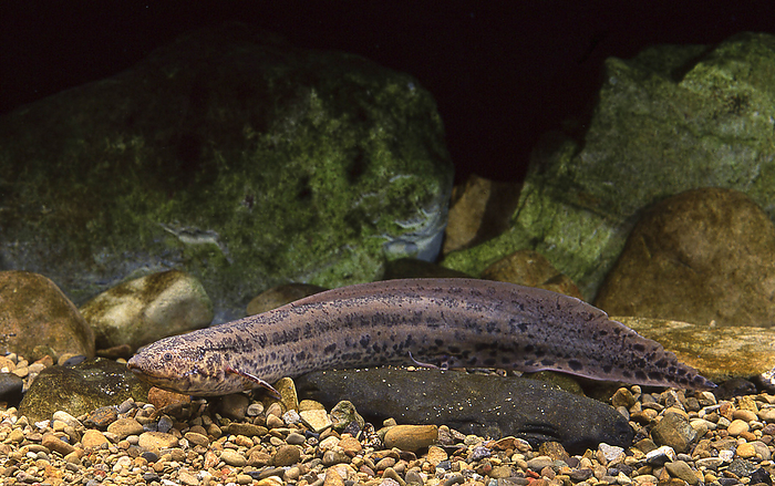 Lungfish  Protopterus anectens  A lungfish native to Africa. When the water dries up during the dry season, they burrow into the mud and make cocoons. They stay in their cocoons for several months until the rainy season arrives.