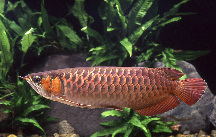 Asian arowana  Osteoglossum bicirrhosum  The distribution is wide and various types can be found, but blood red, gold, and purple are especially favored, and such specimens fetch high prices.