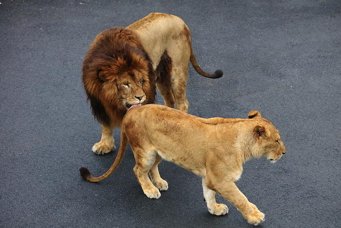 Lion Tama Zoological Park