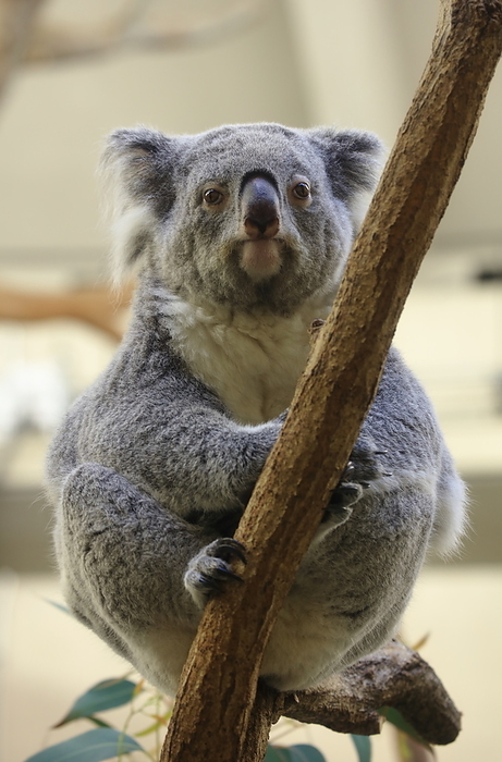 Koalas Tama Zoological Park
