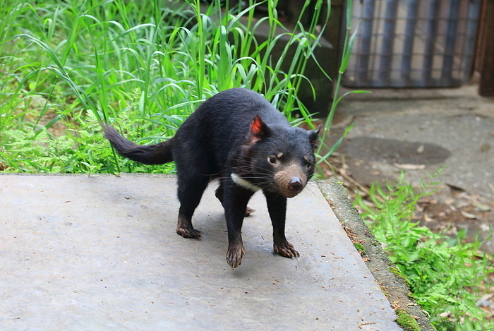 Tasmanian Devil Tama Zoological Park