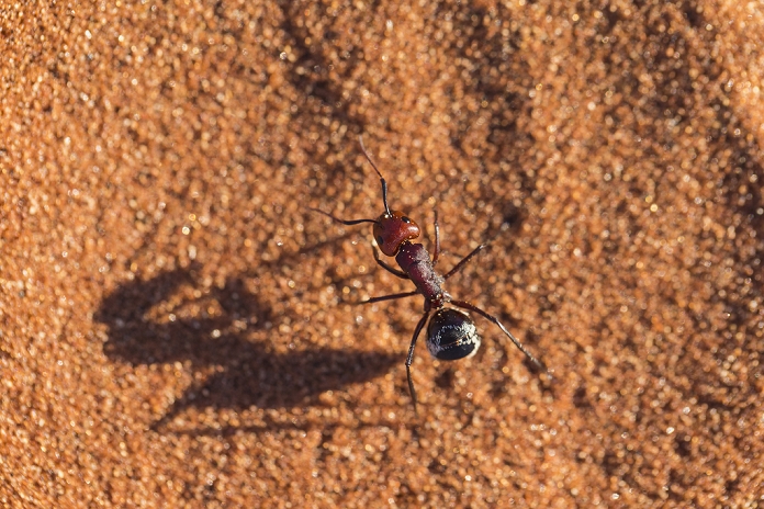 Namib desert dune ant (Camponotus detritus)