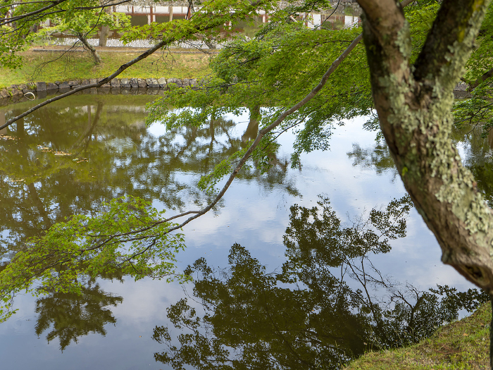 Green leaves in Kagami-ike Pond, Todaiji Temple