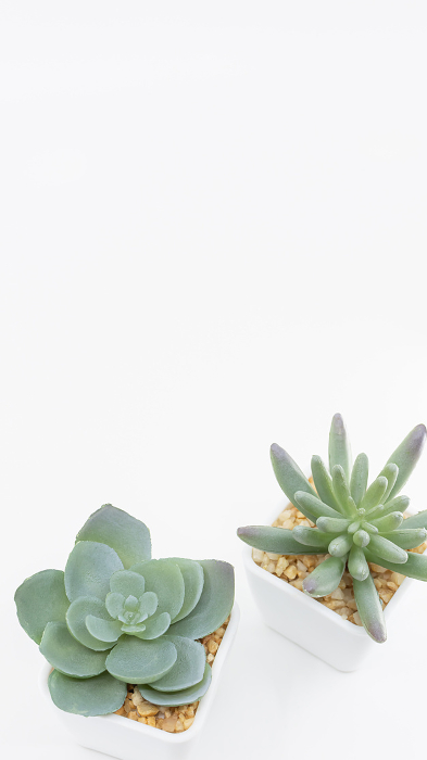 Potted houseplants on white background, vertical
