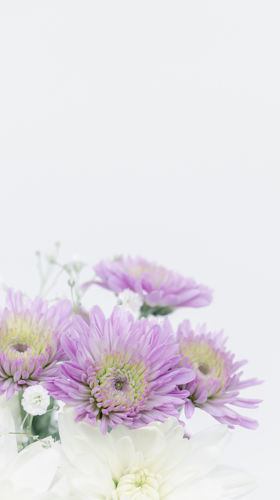 White and purple chrysanthemum flowers for funerals and memorial services Mourning