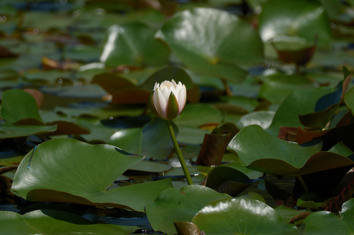 Spring and Water Lilies