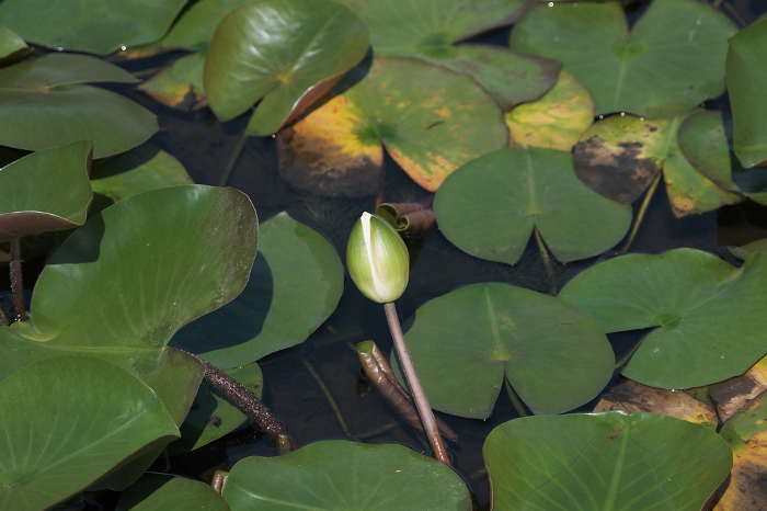Buds of water lilies in early summer